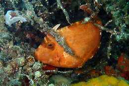 Image of Black leatherjacket