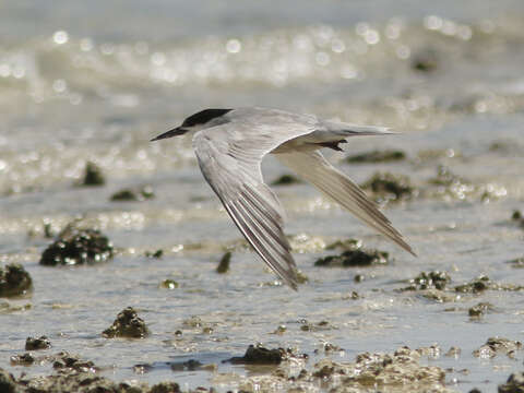 Image of White-cheeked Tern