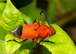 Euryphagus lundii (Fabricius 1793) resmi