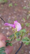 Imagem de Tephrosia multifolia Rose