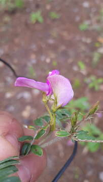 Image of Tephrosia multifolia Rose