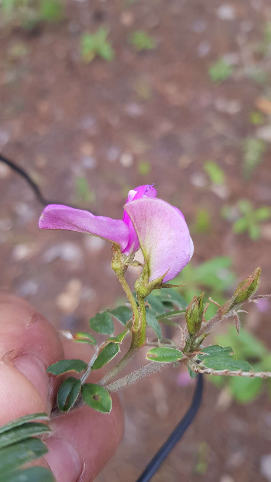 Imagem de Tephrosia multifolia Rose