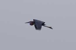 Image of Goliath Heron