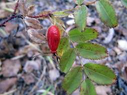 Plancia ëd Rosa koreana Kom.