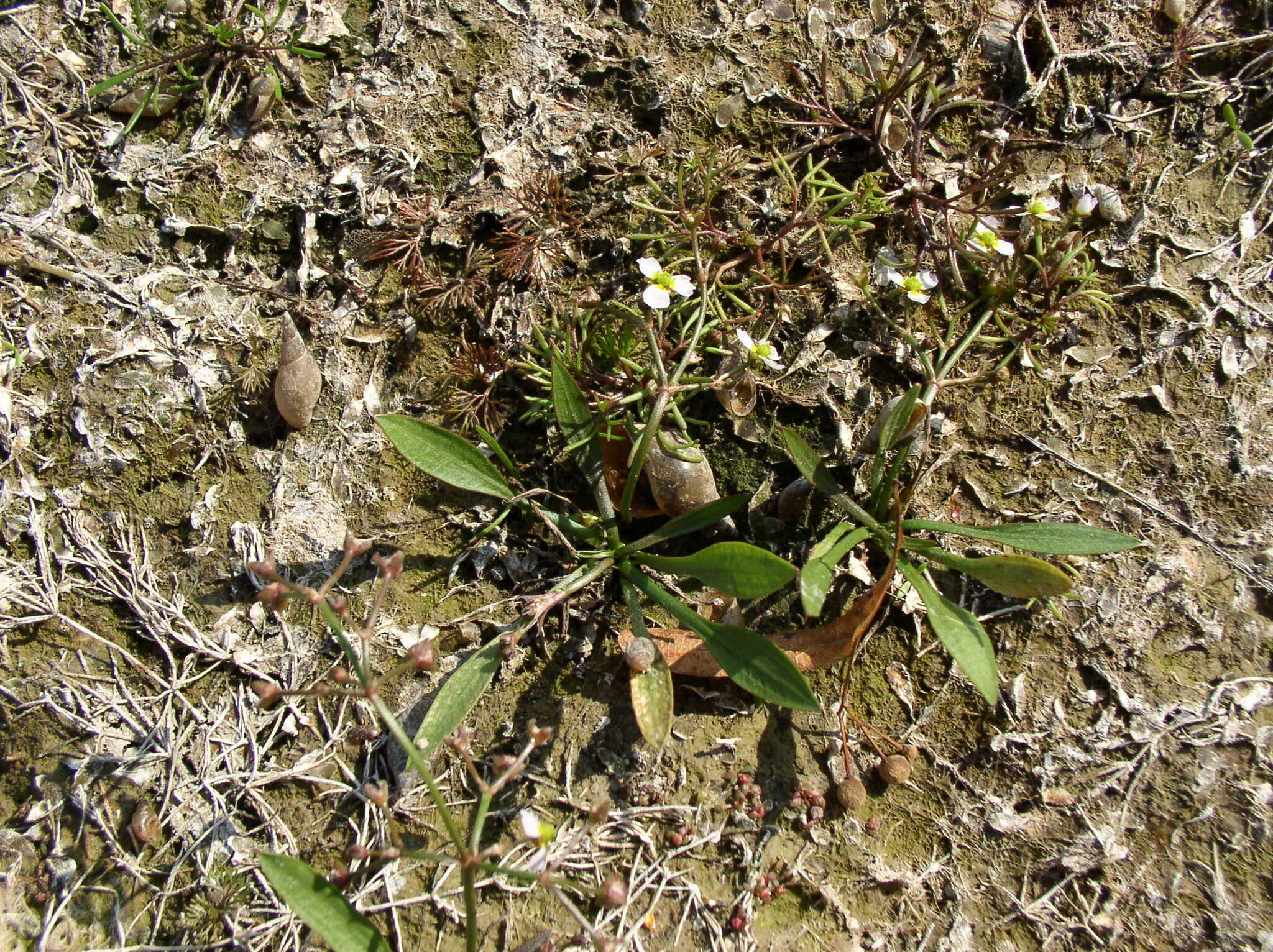 Image of Narrowleaf Water-plantain