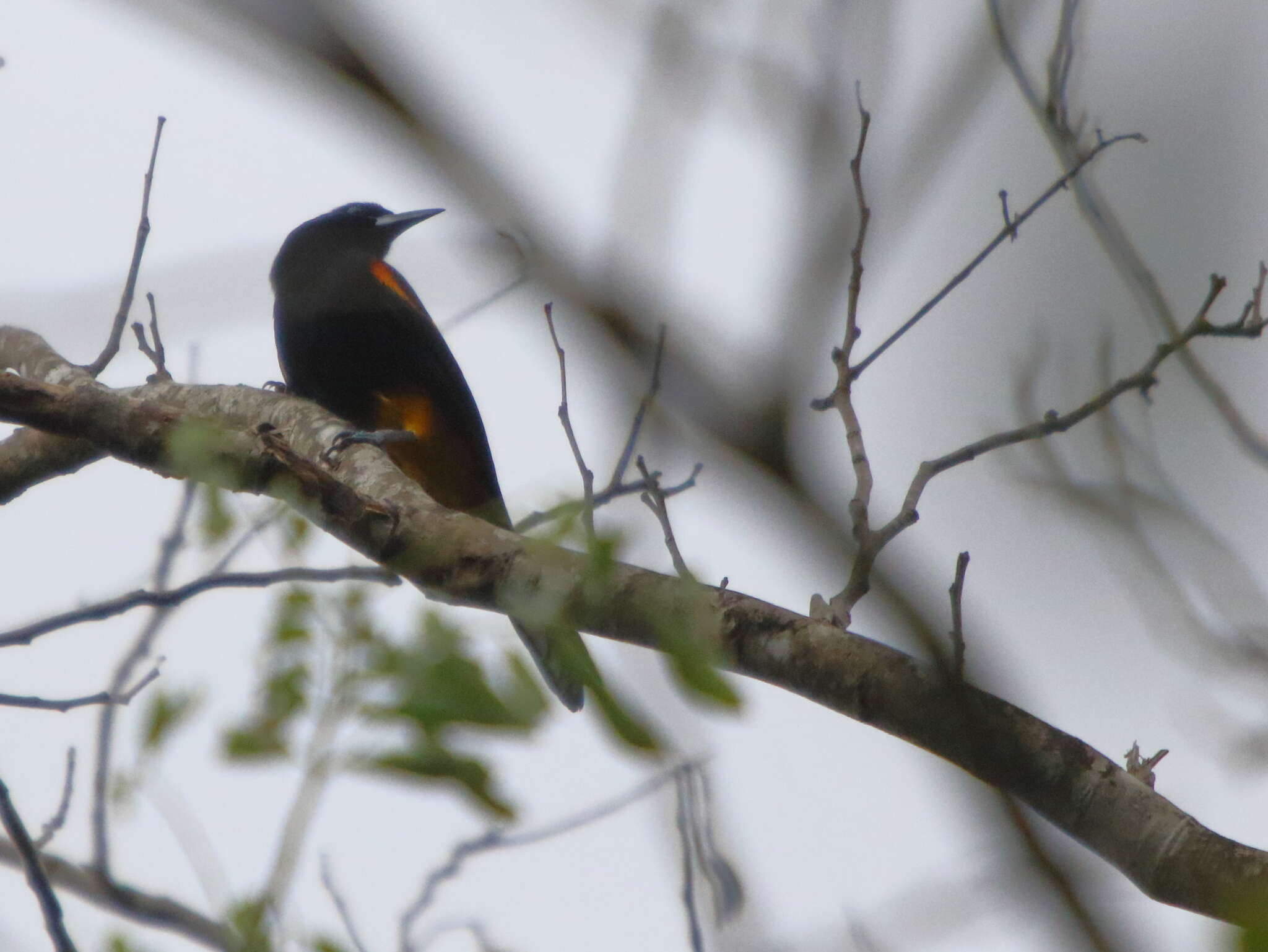 Image of St Lucia Oriole