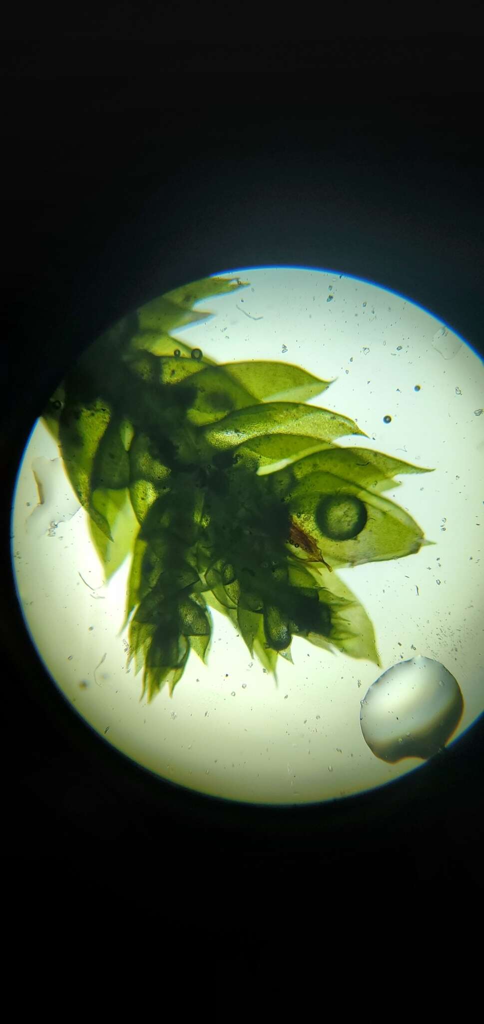 Image of entodon moss