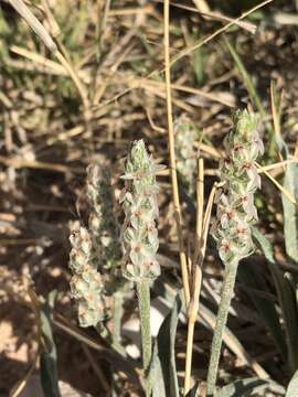 Image of California plantain