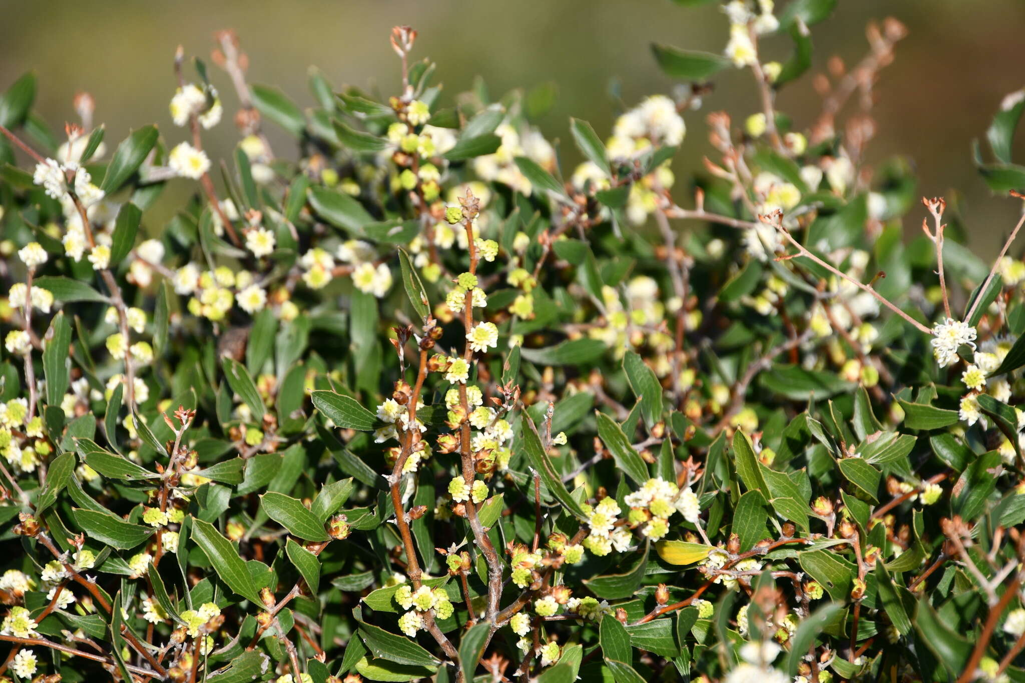 Image of Hakea anadenia Haegi