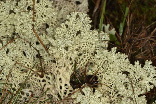 Image of Cladoniaceae