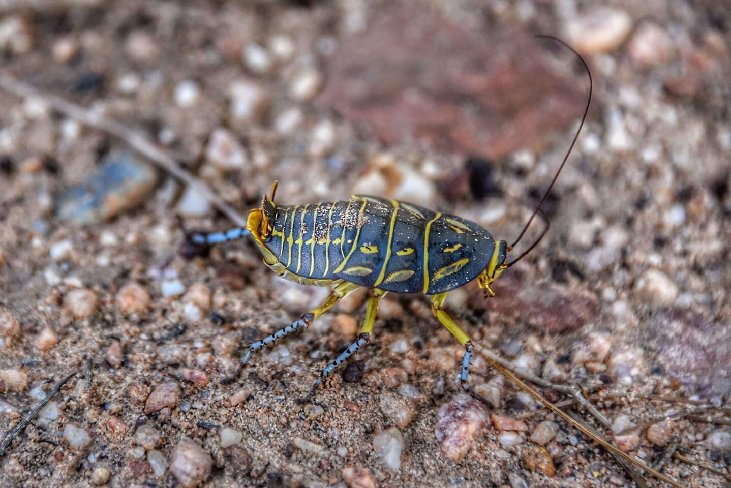 Image of Mardi Gras Cockroach