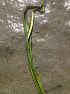 Image of Eelgrass