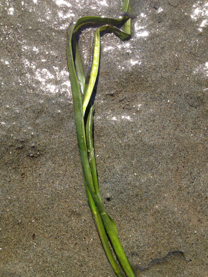 Image of Eelgrass