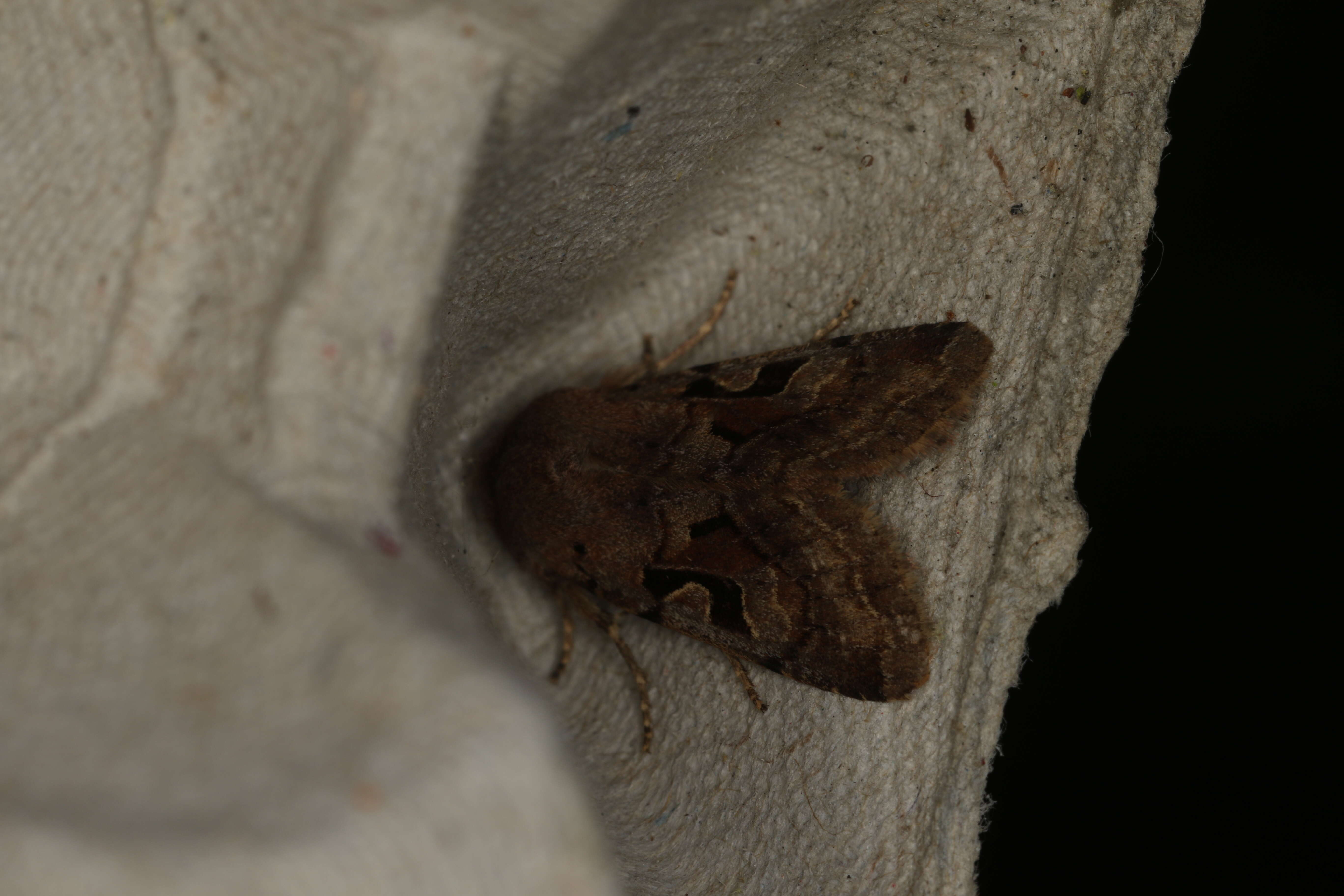 Orthosia gothica Linnaeus 1758 resmi