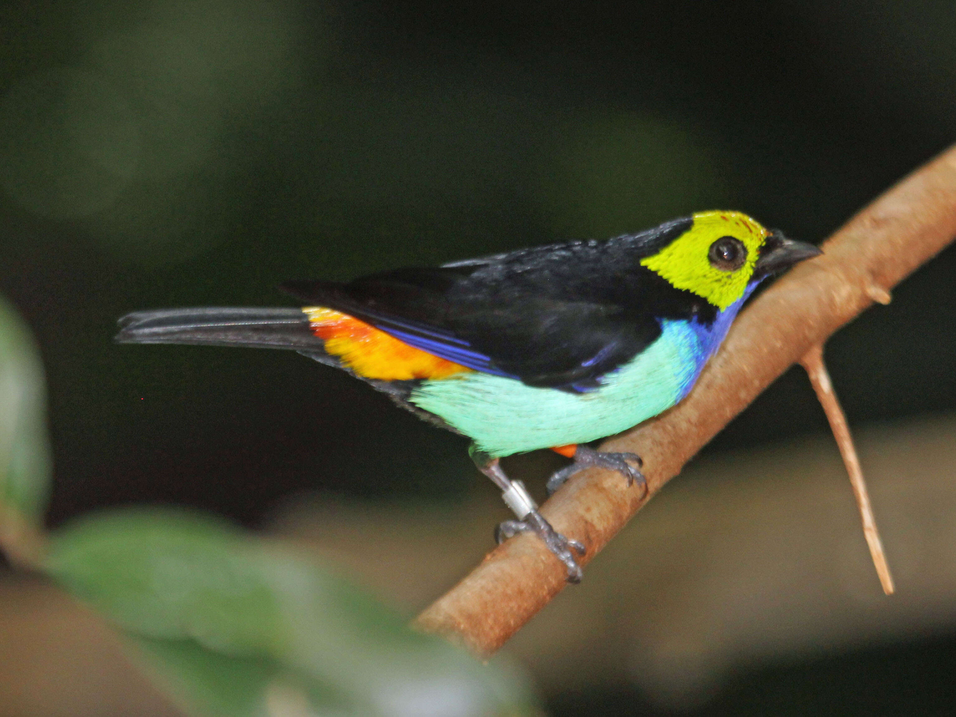 Image of Paradise Tanager