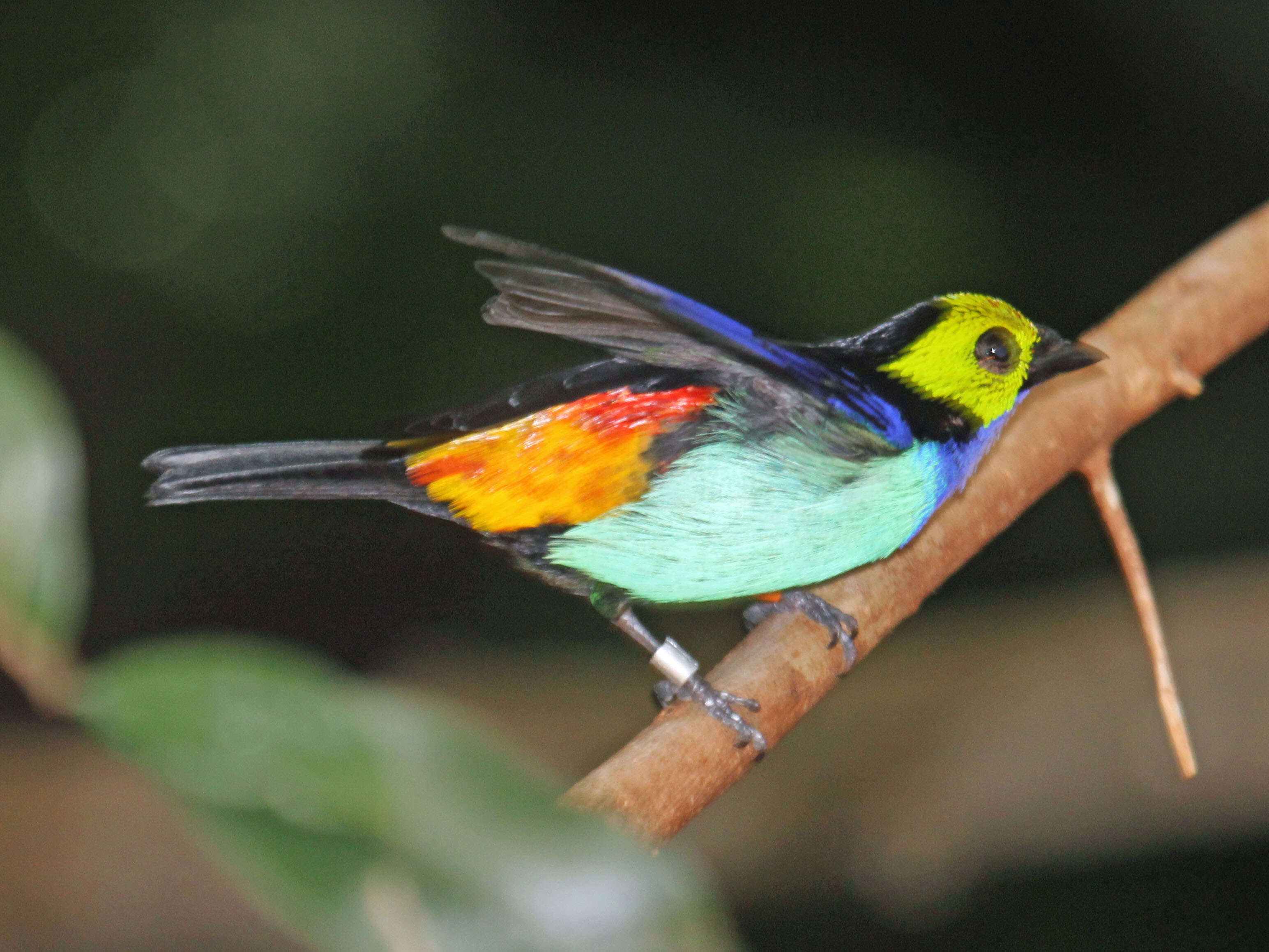 Image of Paradise Tanager