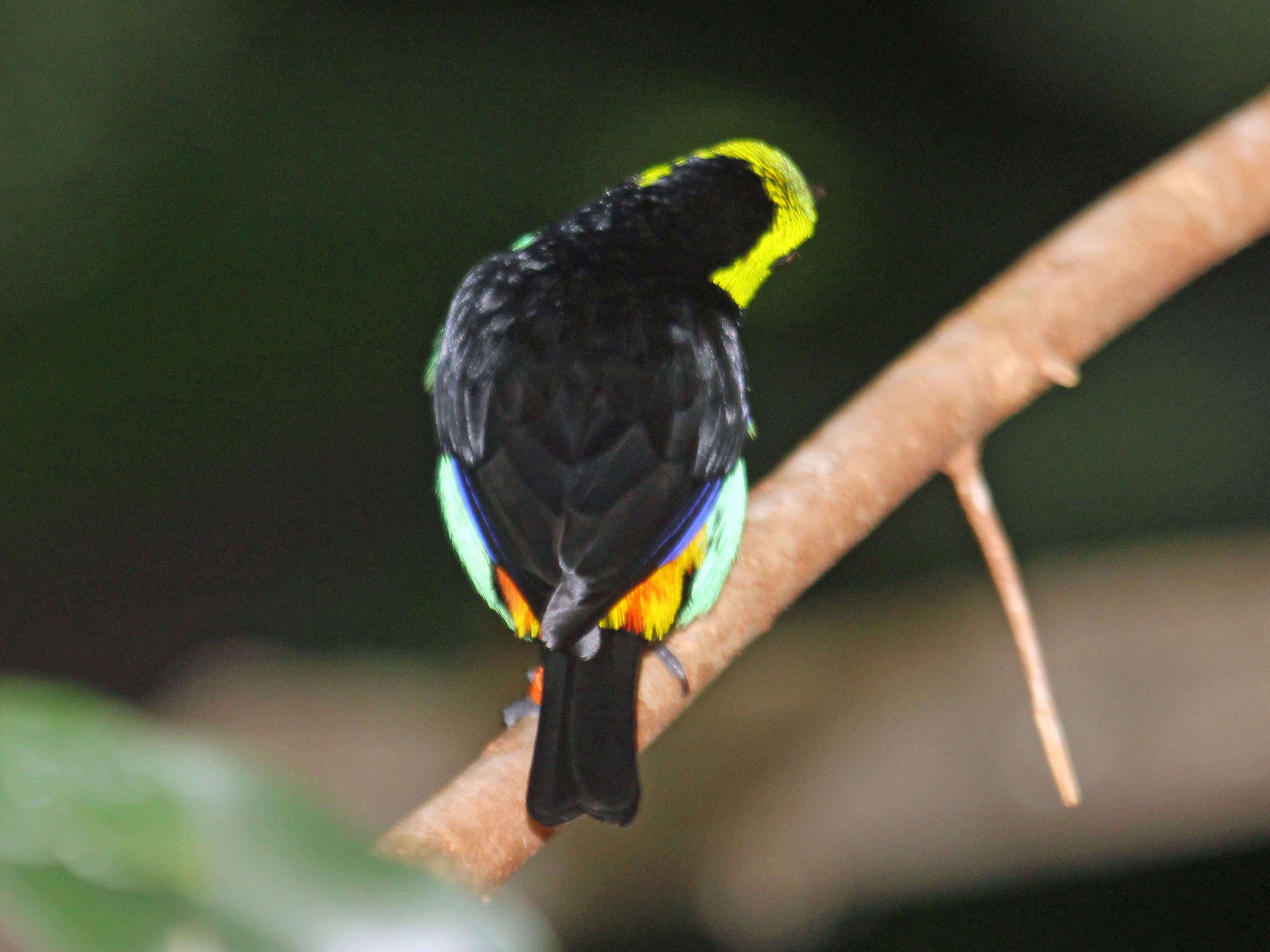 Image of Paradise Tanager