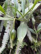 Image of Symbolanthus australis Struwe