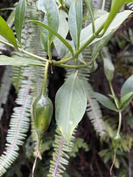 Image de Symbolanthus australis Struwe