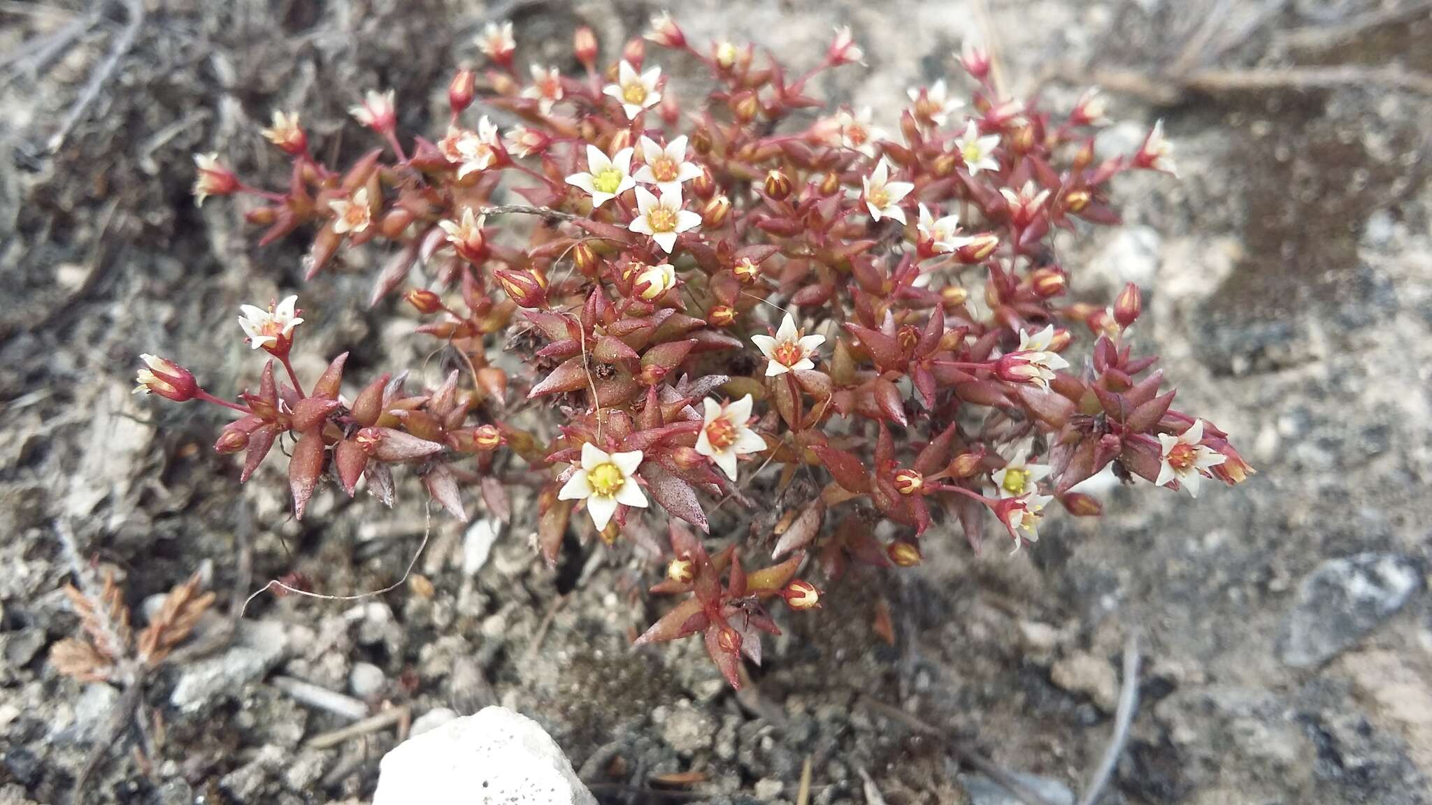 Image of Crassula expansa subsp. filicaulis (Haw.) Tölken