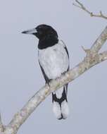 Image of Butcherbird