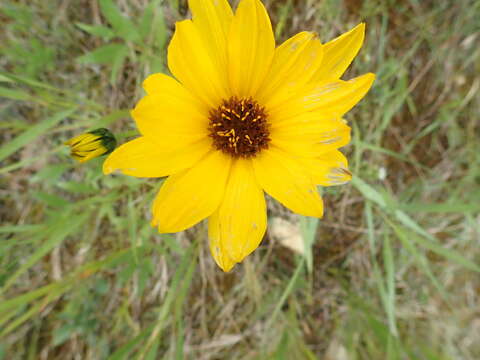 Image of Nuttall's sunflower