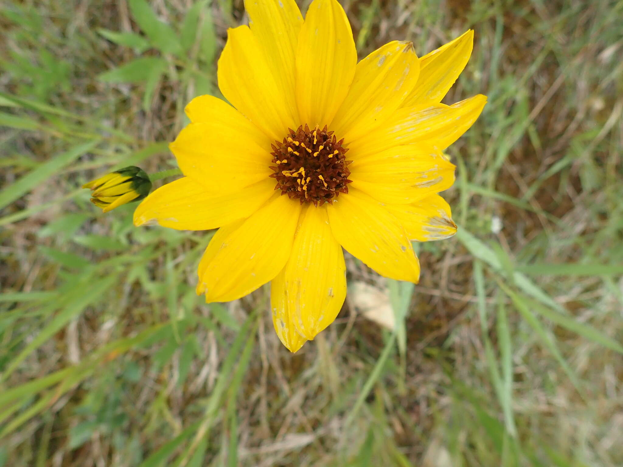 Sivun Helianthus nuttallii Torr. & A. Gray kuva