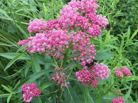 Image of swamp milkweed