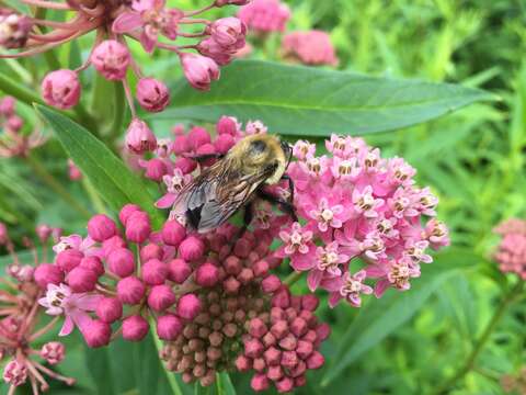 Imagem de Asclepias incarnata L.