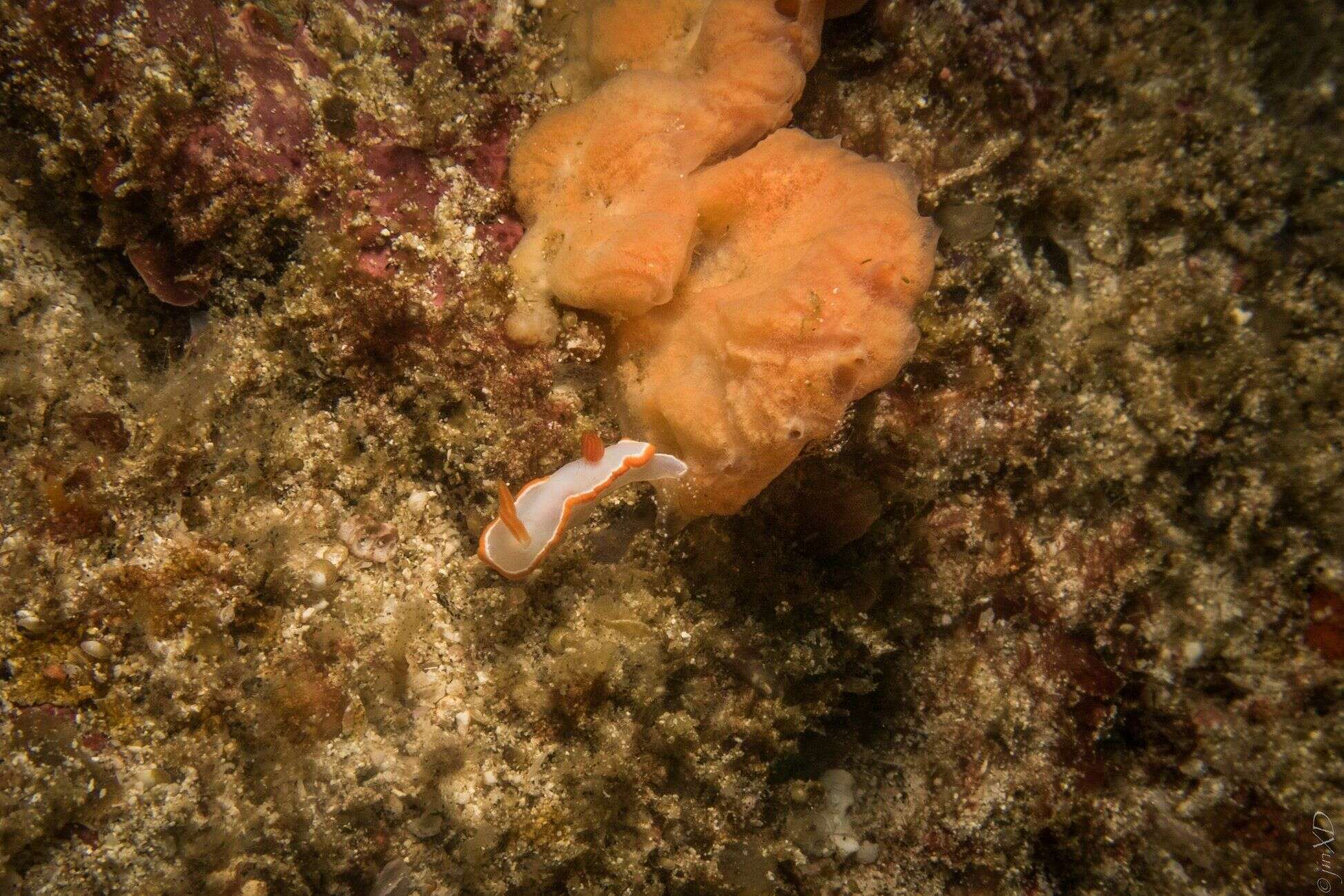 Image of Ardeadoris averni (Rudman 1985)