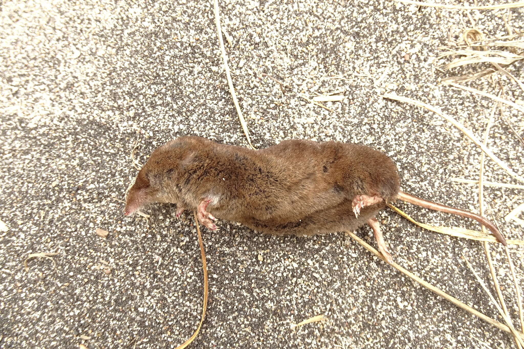 Image of Long-clawed Shrew