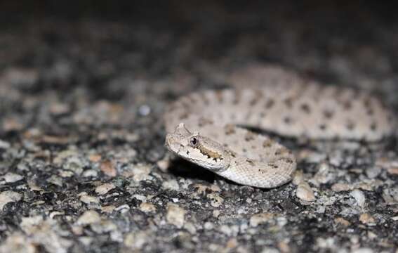 Image of Crotalus cerastes laterorepens Klauber 1944