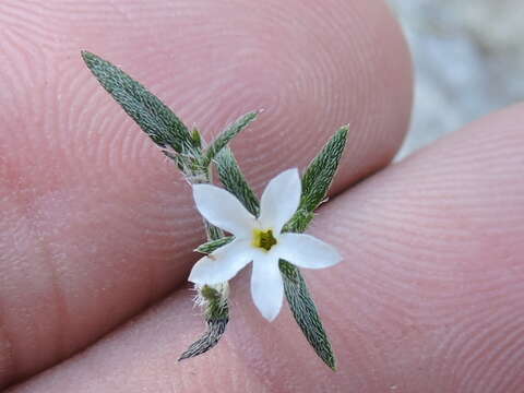 Image of pasture heliotrope