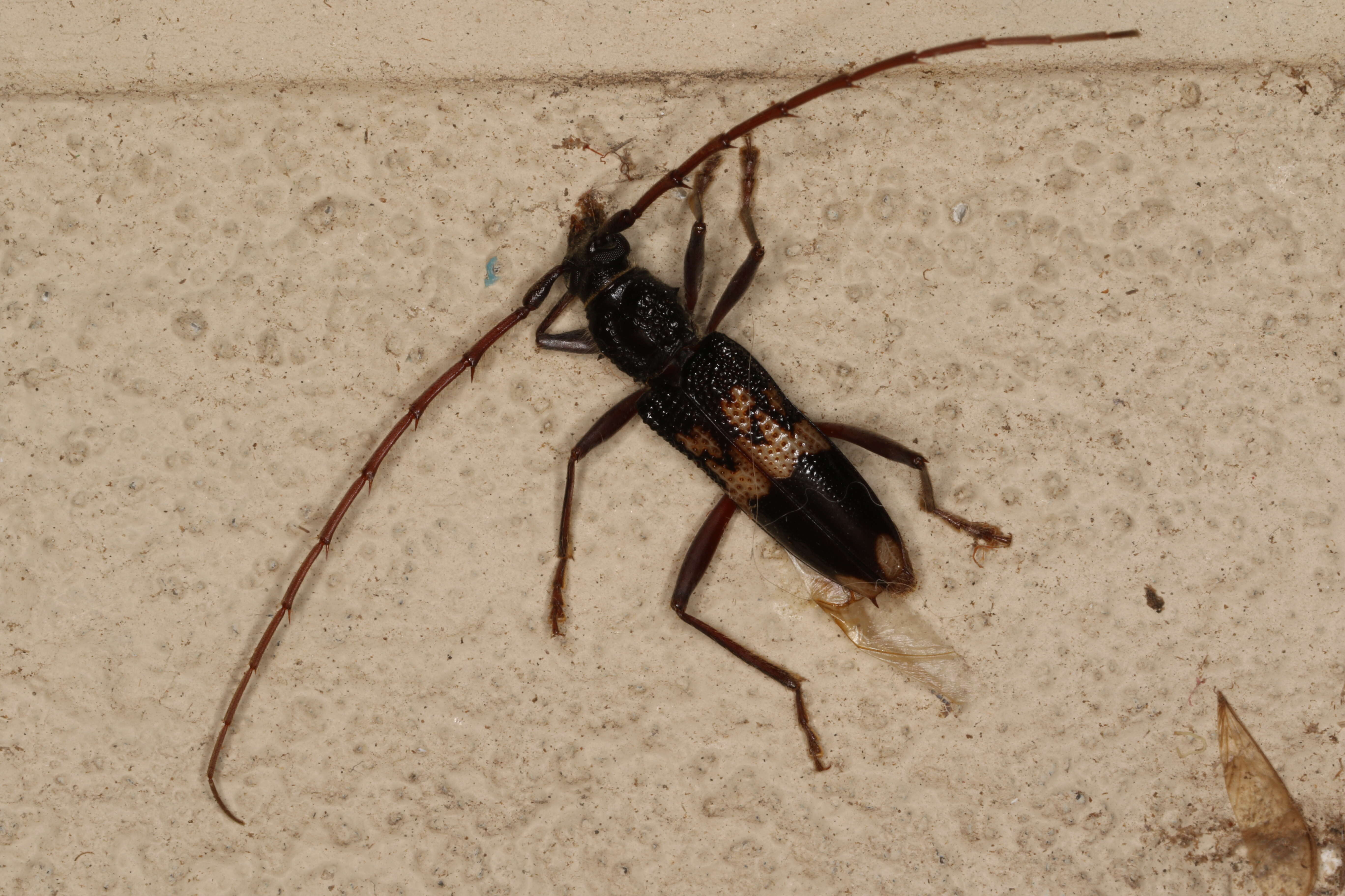 Image of Eucalyptus longhorn borer