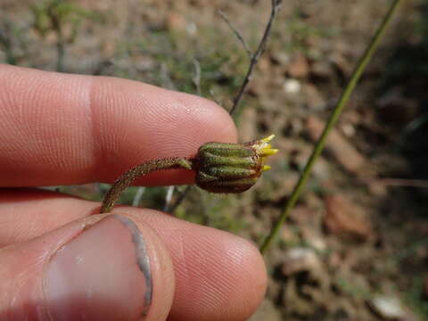 صورة Heterolepis peduncularis DC.