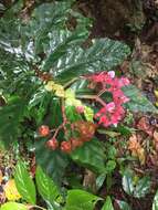 Image of Begonia tonduzii C. DC. ex T. Durand & Pittier