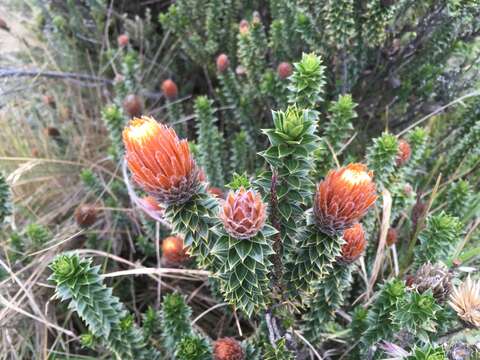 Image of flower of the Andes