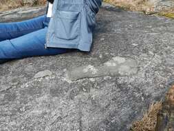 Image of crater lichen