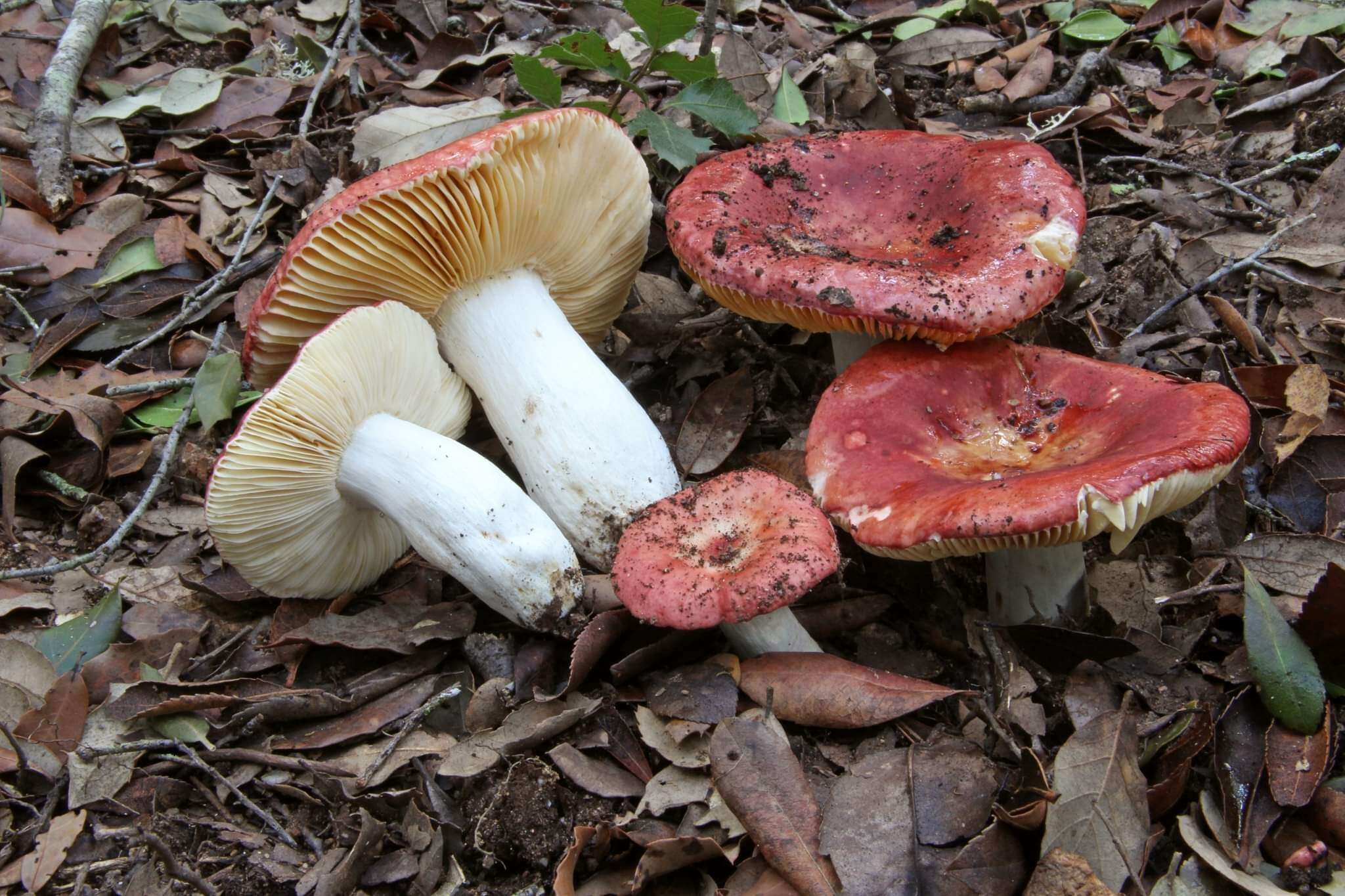 Image of Russula rubroalba (Singer) Romagn. 1967