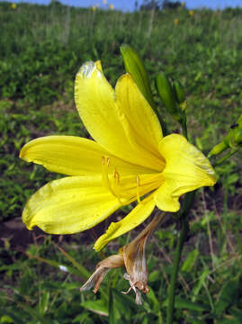 Image of Hemerocallis yezoensis H. Hara