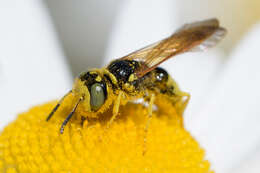 Image of Philanthus crabroniformis F. Smith 1856