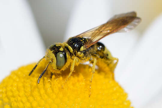 Imagem de Philanthus crabroniformis F. Smith 1856