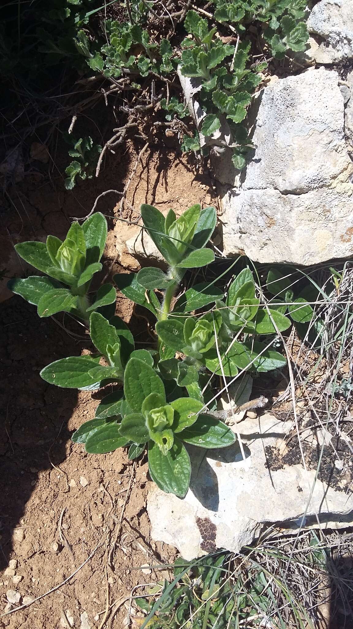 Imagem de Ajuga laxmannii (Murray) Benth.