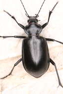 Imagem de Calosoma (Carabosoma) peregrinator Guérin-Méneville 1844