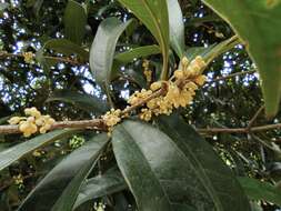 Imagem de Osmanthus fragrans Lour.