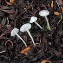 Image of Hemimycena conidiogena