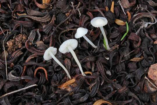 Image of Hemimycena conidiogena