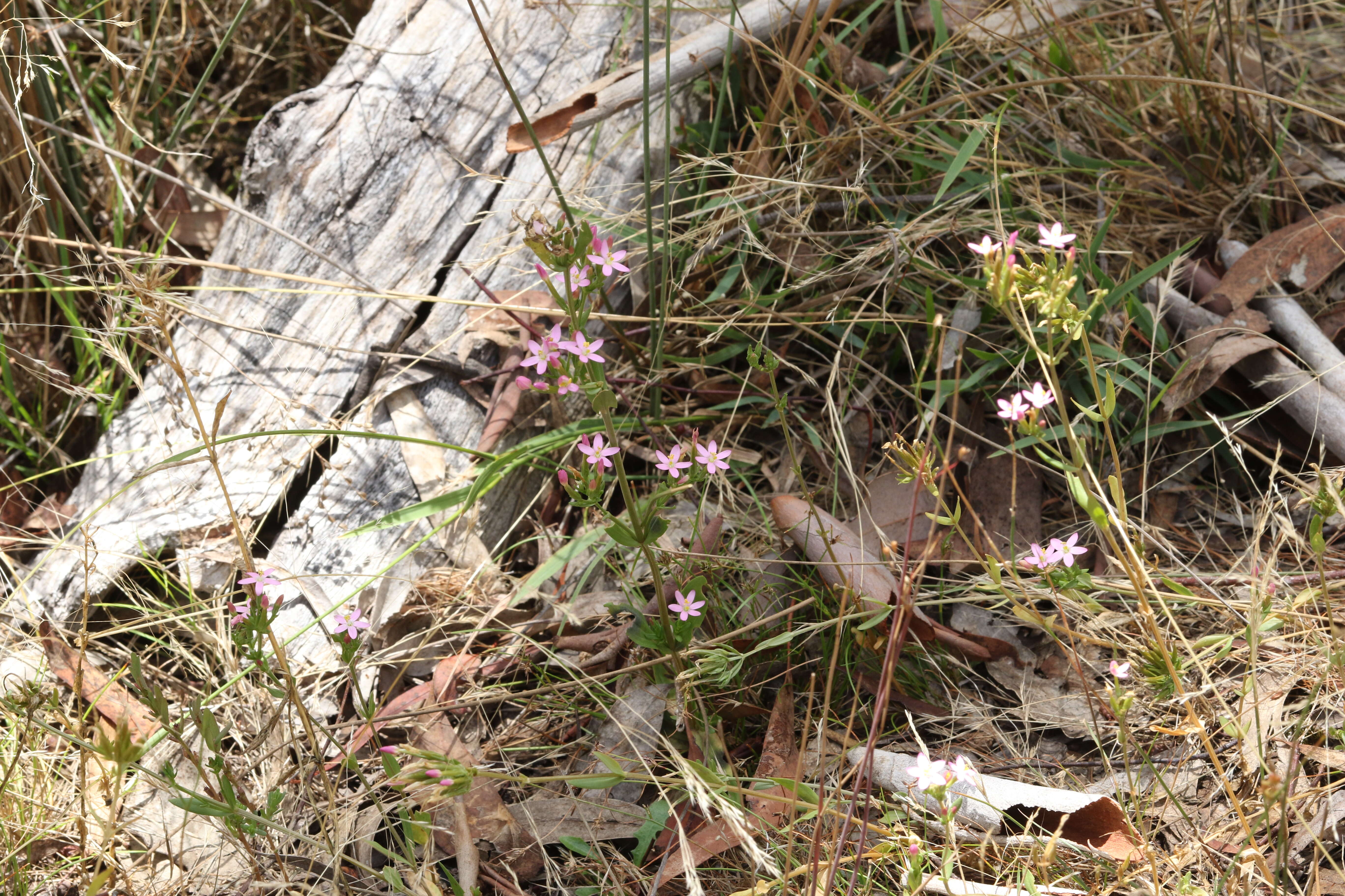 Image of Centaury