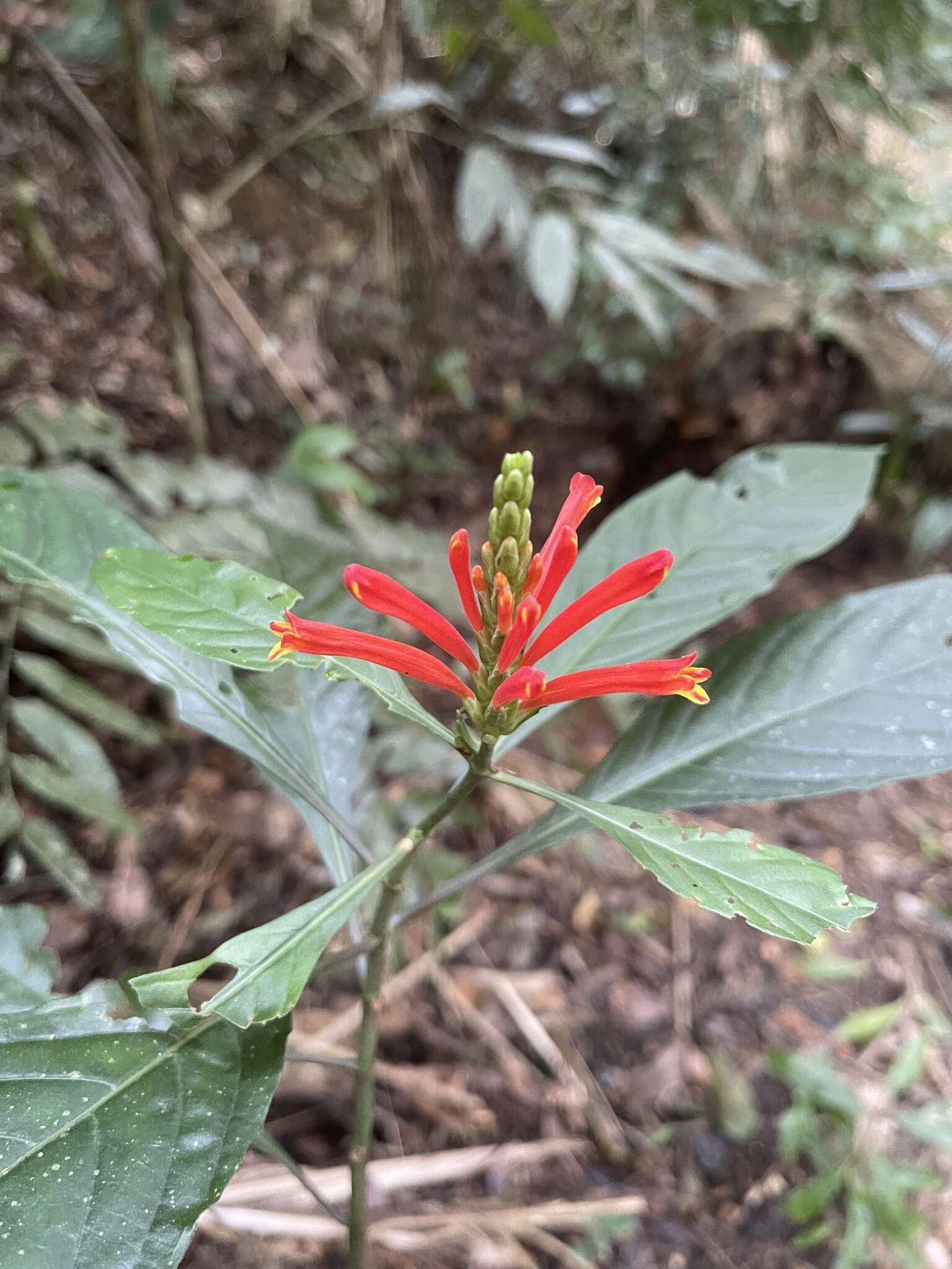 Geissomeria longiflora Lindl. resmi