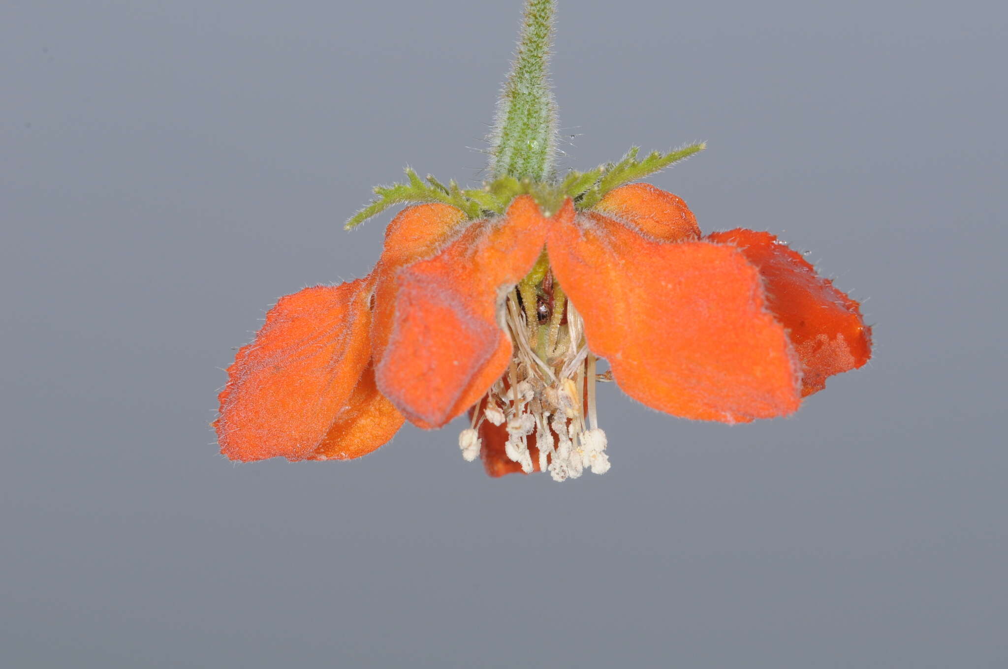 Image of Brick-Red Caiophora